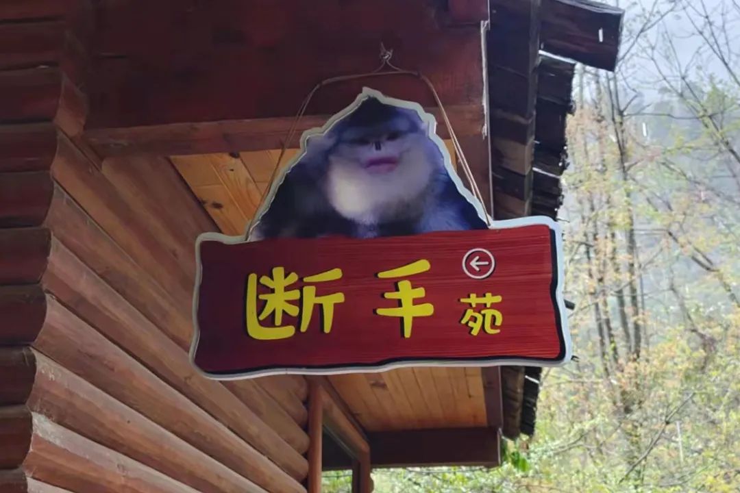 探秘云南响古箐：断手等滇金丝猴背后的故事