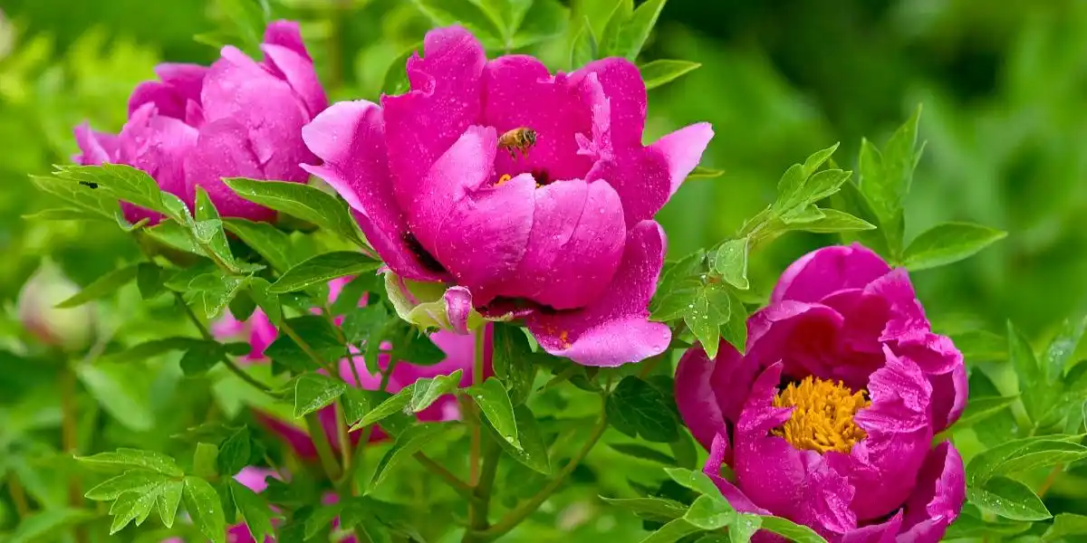 牡丹花寓意象征_富贵花象征意义_富贵满堂牡丹是何意