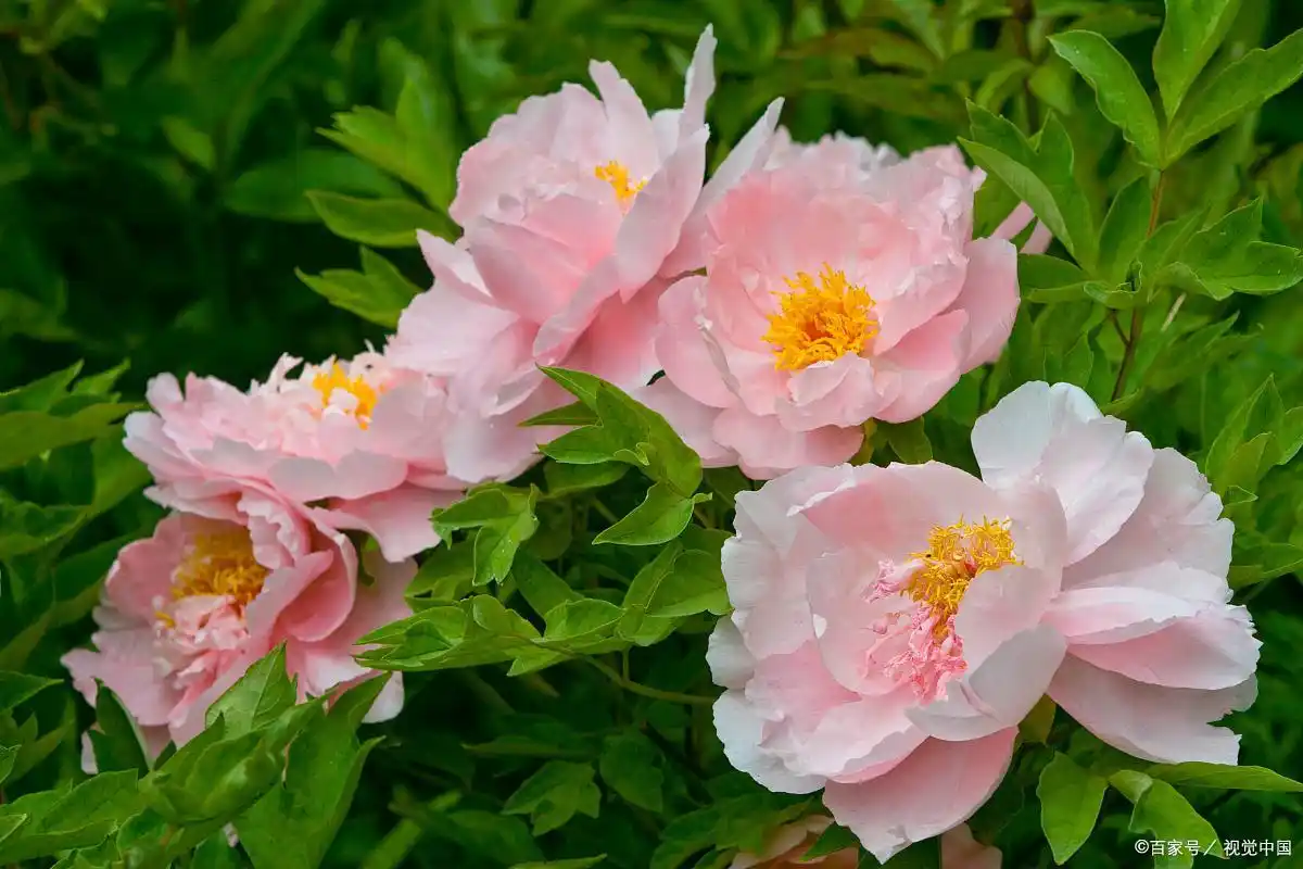 富贵满堂牡丹是何意_牡丹花寓意象征_富贵花象征意义