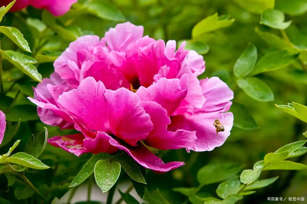 富贵满堂牡丹是何意_富贵花象征意义_牡丹花寓意象征