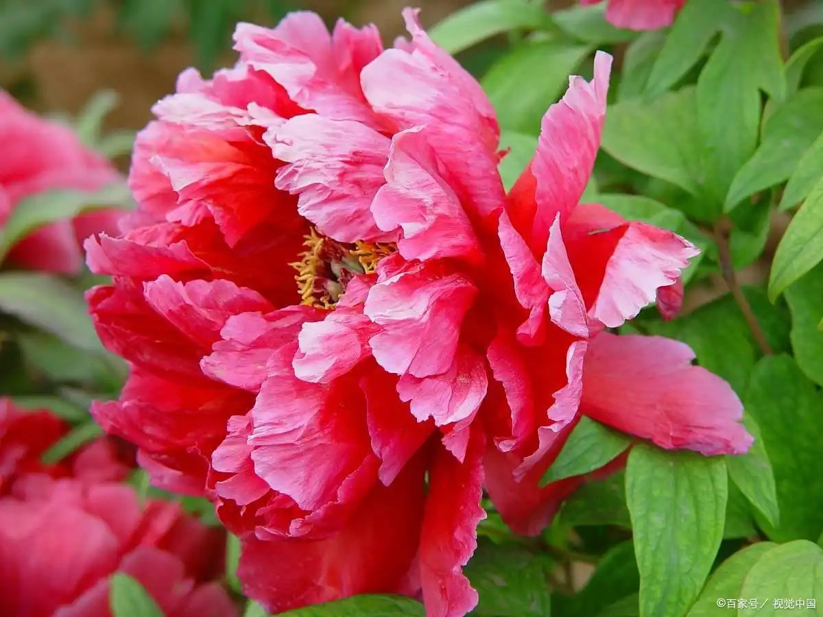 富贵花象征意义_牡丹花寓意象征_富贵满堂牡丹是何意