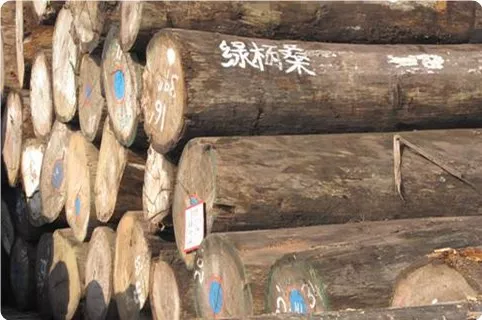 大非洲楝价格_非洲的价格_非洲楝的功效与作用