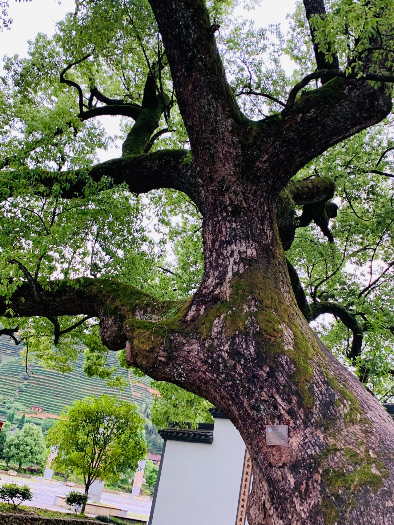 遂昌旅游攻略_遂昌九龙山_遂昌金矿历史