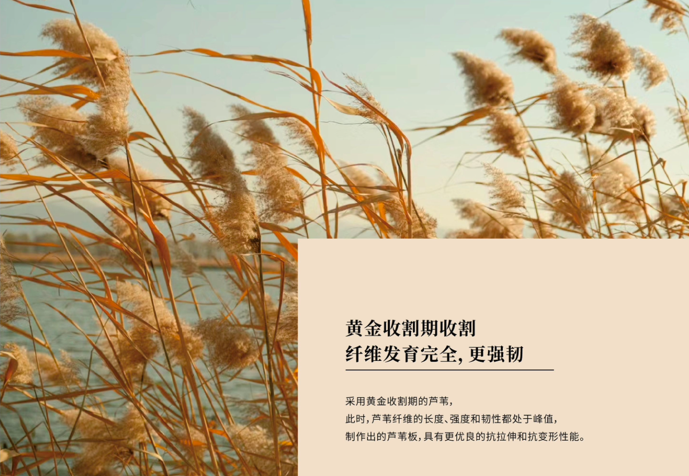 中签密度板图片_尼尔科达精板_芦苇基材抗变形板材